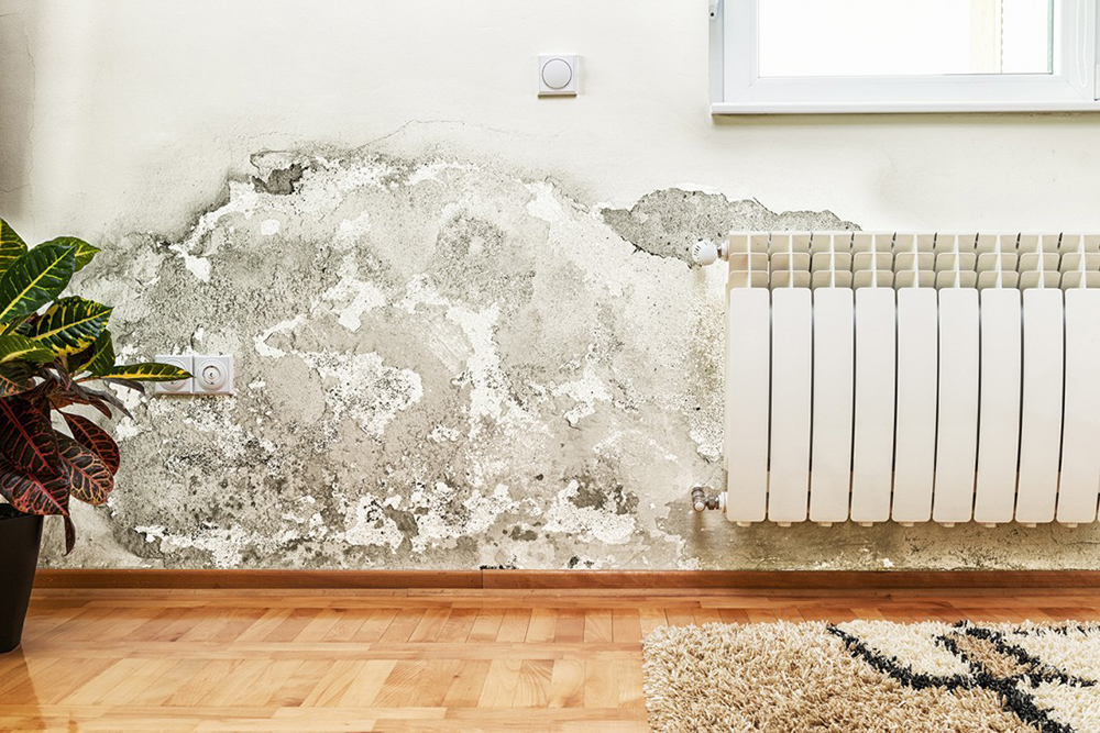 The Cost of Ignoring Mold in Your Home